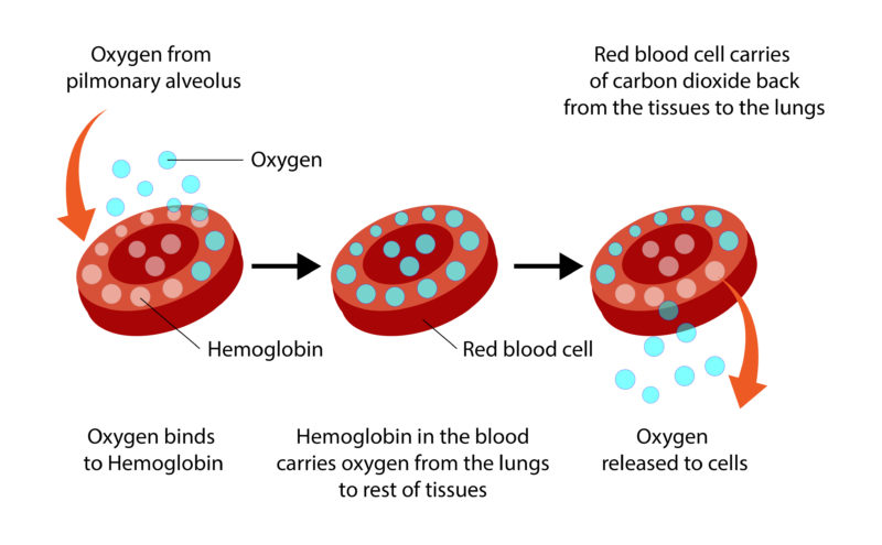 Simplified representation of the loading and unloading of a hemoglobin with oxygen.