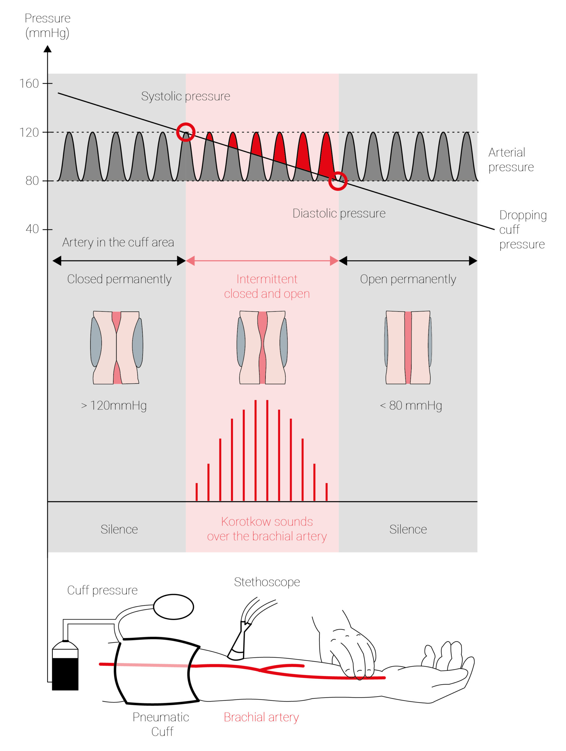 Blood pressure Definition & normal values   cosinuss°